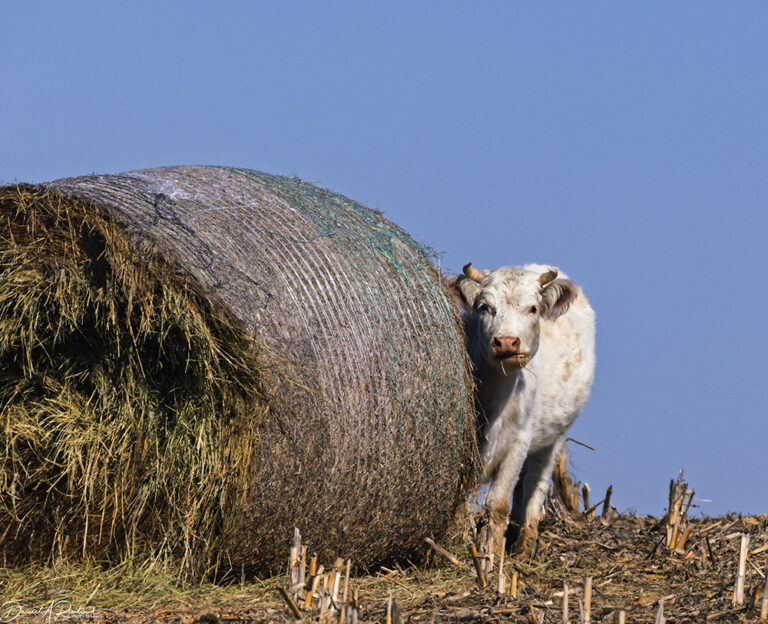 On The Road - Albatrossity - Early spring in Flyover Country