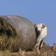 On The Road - Albatrossity - Early spring in Flyover Country