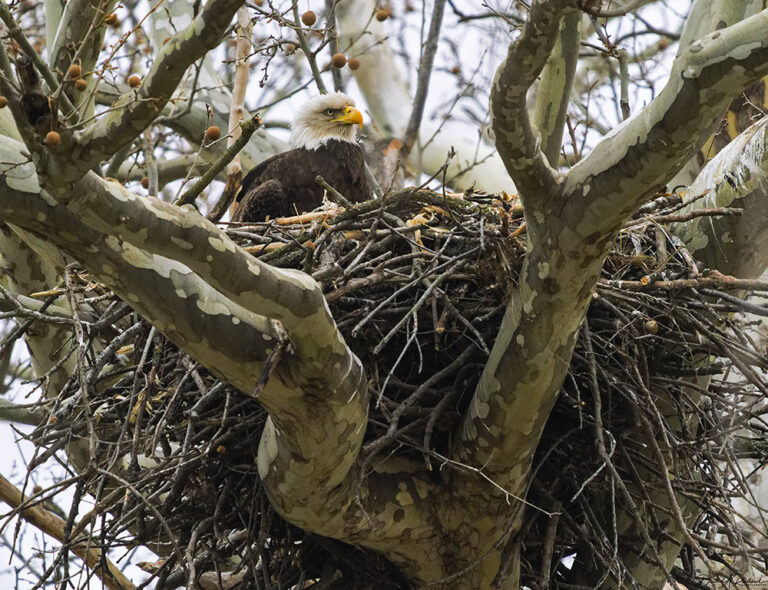On The Road - Albatrossity - Early spring in Flyover Country 1