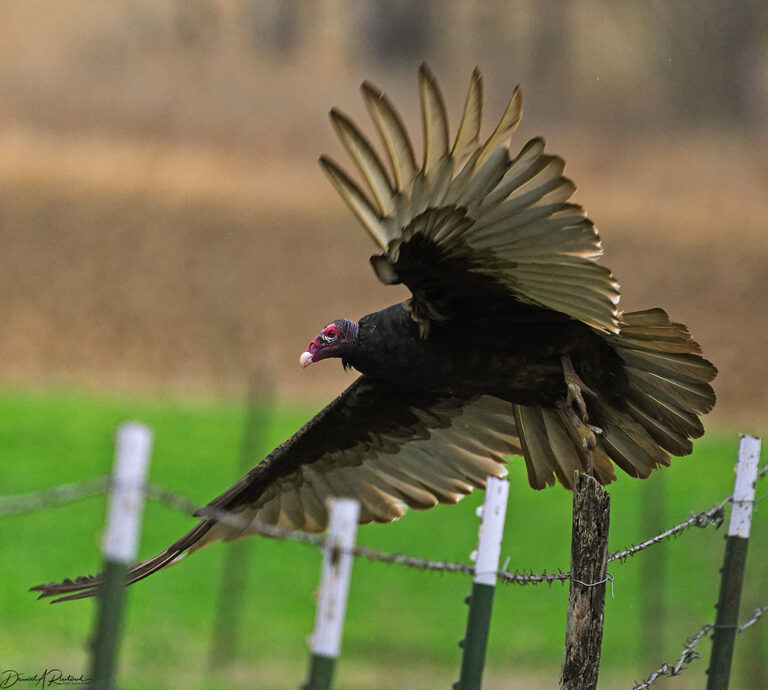 On The Road - Albatrossity - Early spring in Flyover Country 2