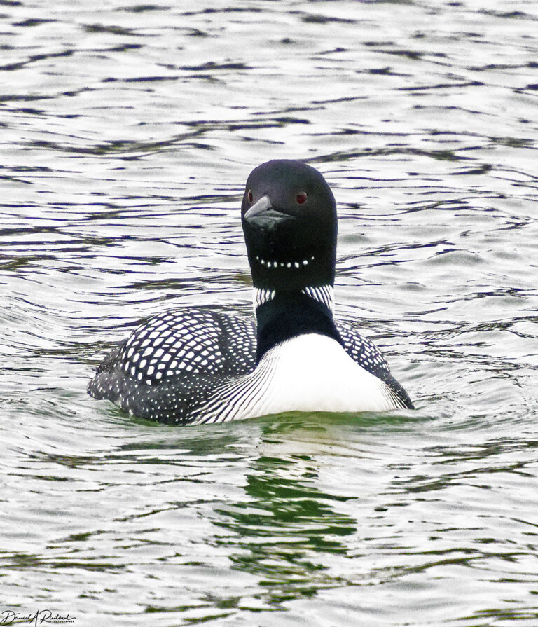 On The Road - Albatrossity - Spring advances 7