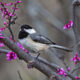 On The Road - Albatrossity - Spring advances 3