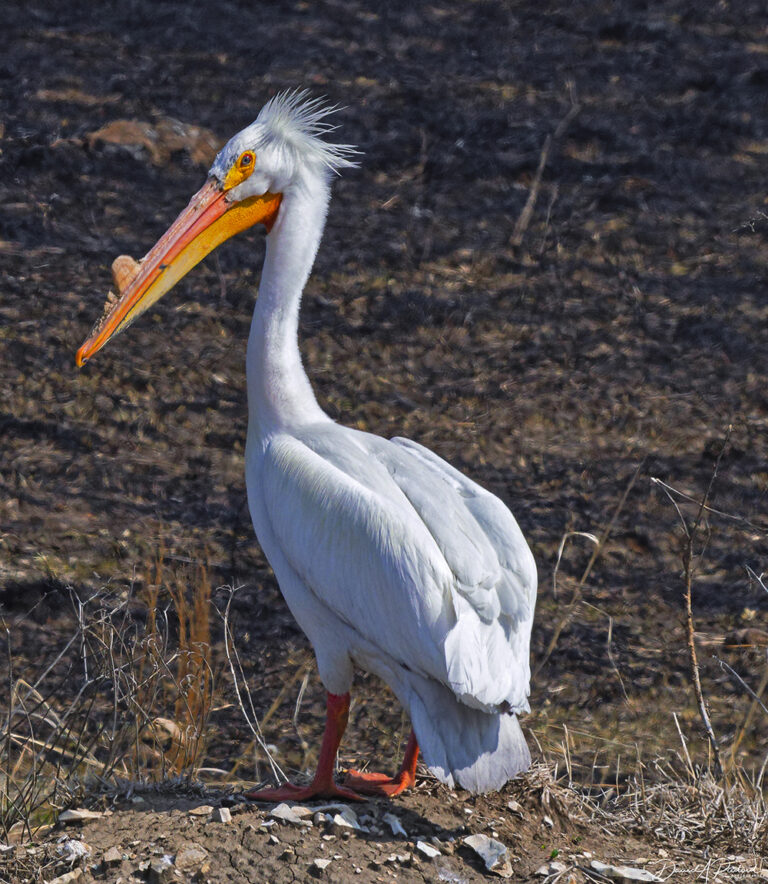 On The Road - Albatrossity - April, come she will 5