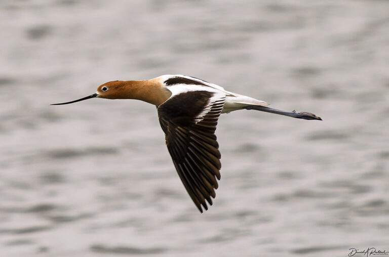 On The Road - Albatrossity - April, ave atque vale 1
