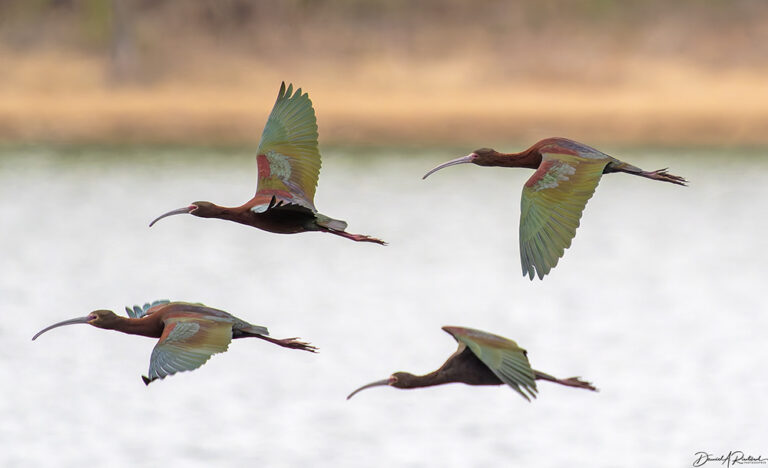On The Road - Albatrossity - April, ave atque vale