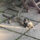 Feline Delinquents Open Thread