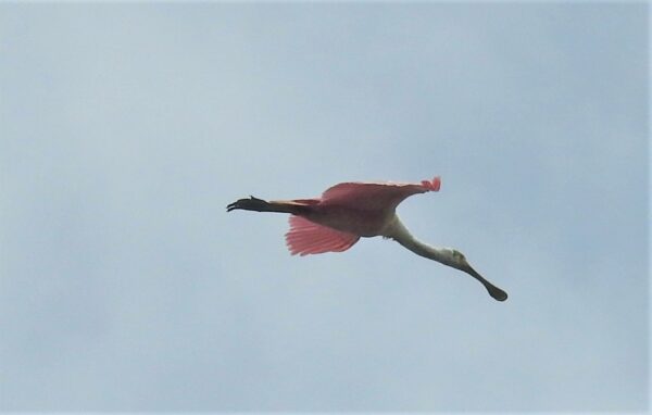 A pink Roseate Spoonbill flying against a blue sky