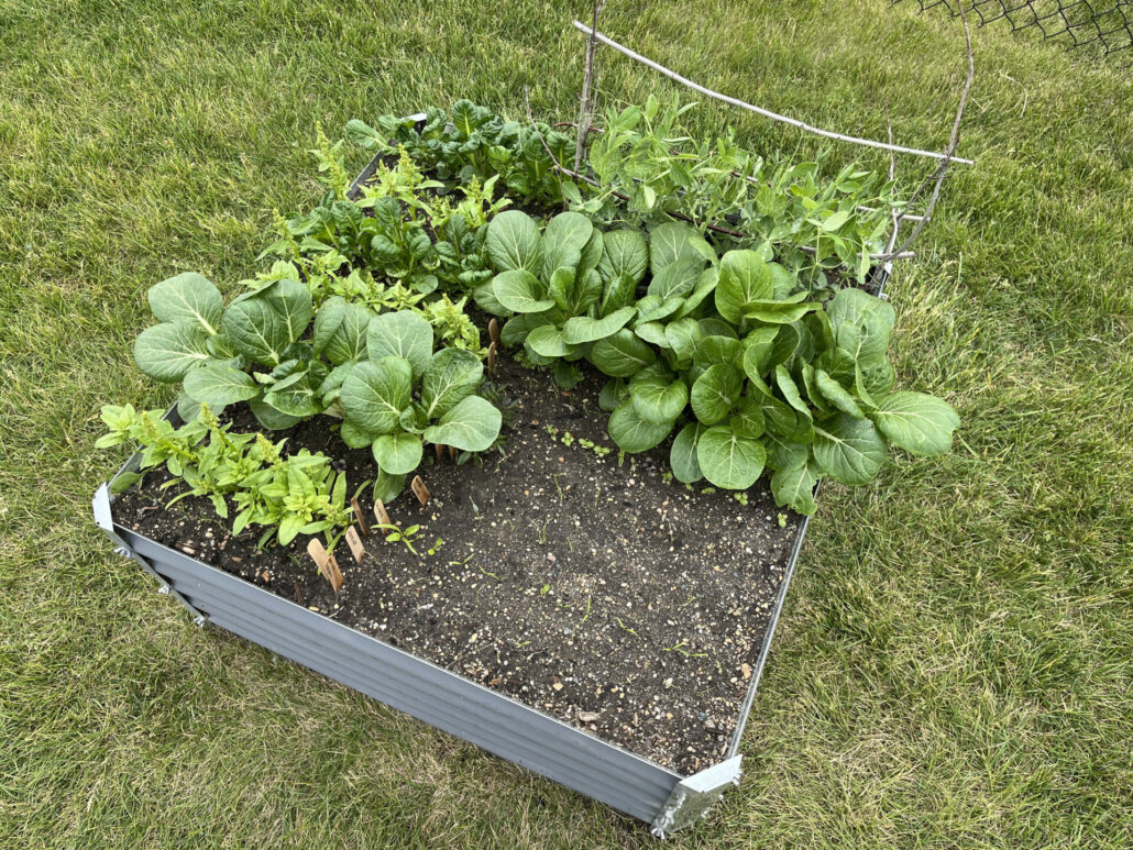 Sunday Morning Garden Chat: Home Greens