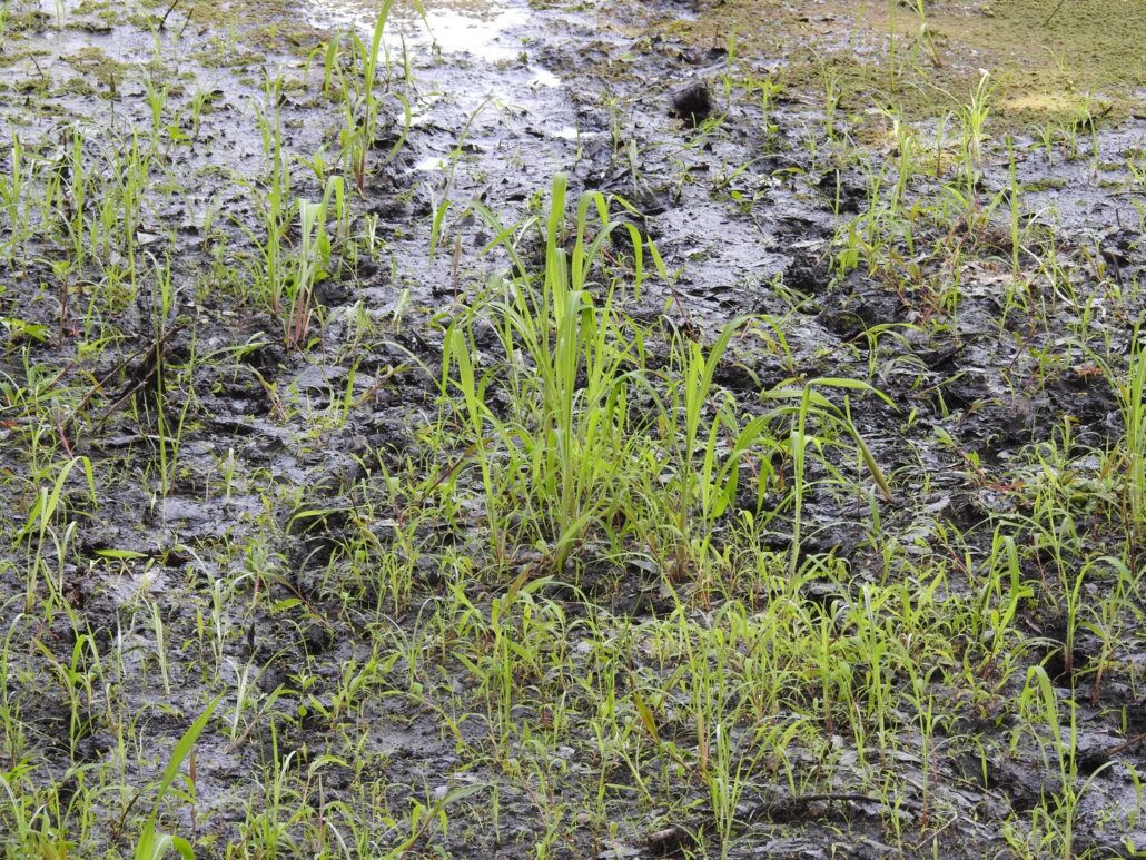 Tracks in the mud