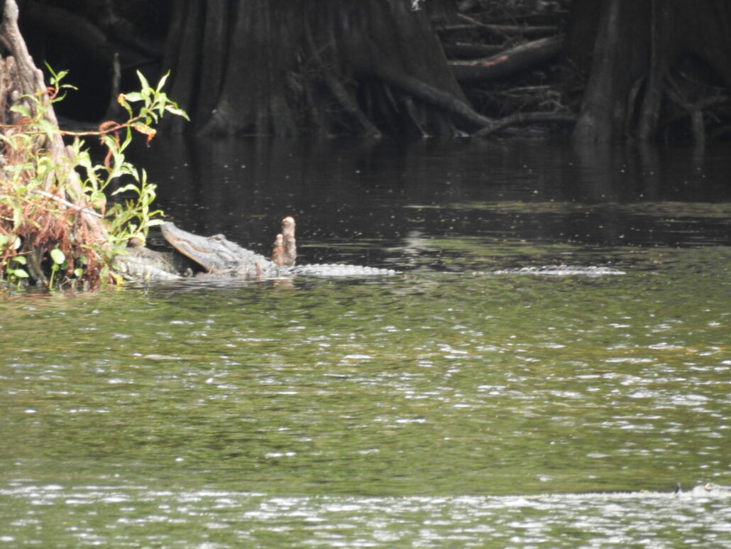 Alligator in a river that is partially beached on the bank by a cypress tree. Cypress trees are in the background.