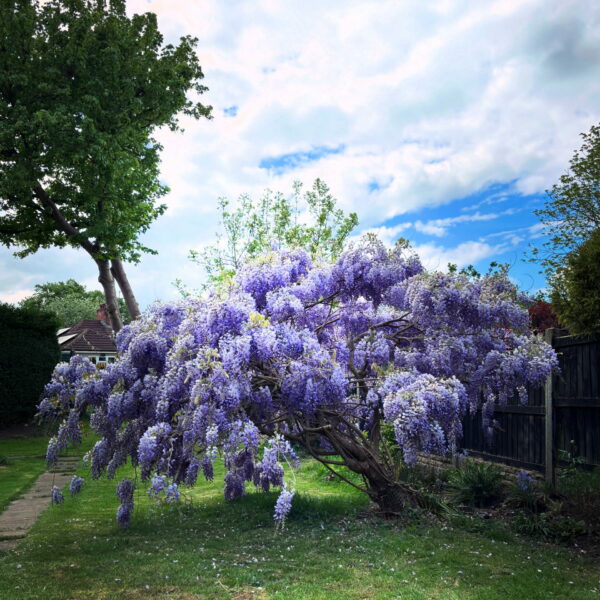 Sunday Morning Garden Chat: Delicious
