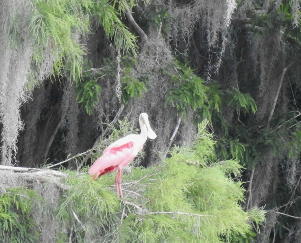 Pink bird in a tree festooned with Spanish moss