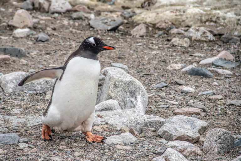 On The Road - arrieve - Antarctica Part 1 6
