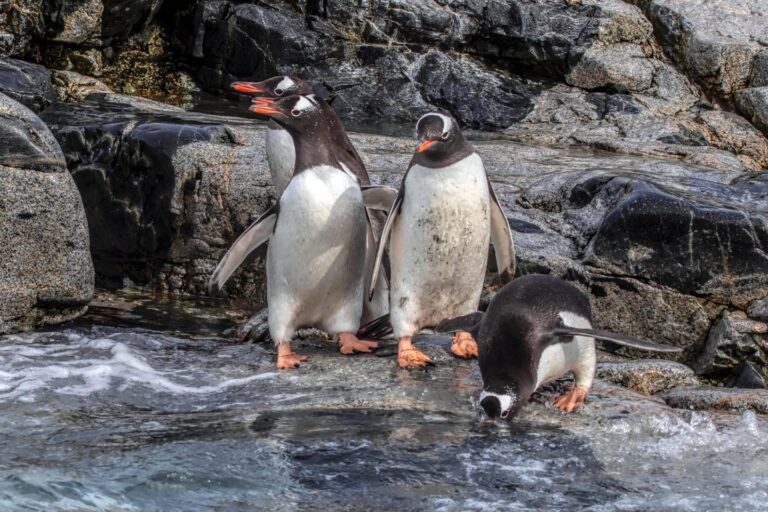 On The Road - arrieve - Antarctica Part 2 4