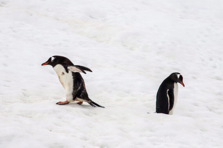 On The Road - arrieve - Antarctica Part 1 5