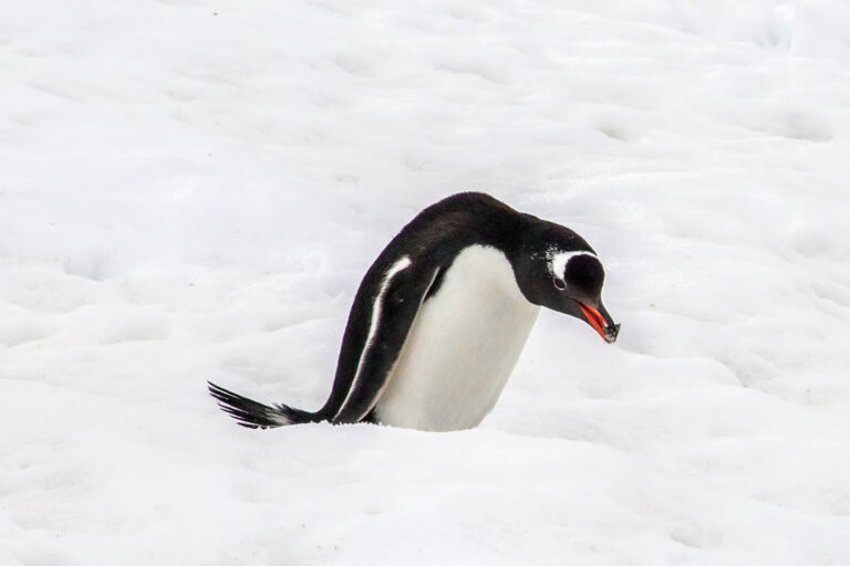On The Road - arrieve - Antarctica Part 1 3