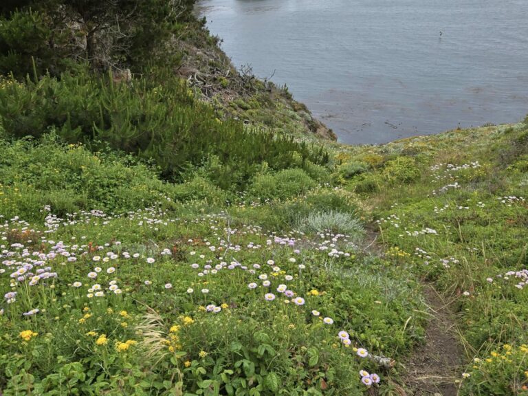 On The Road - Winter Wren - Point Lobos State Natural Reserve 9