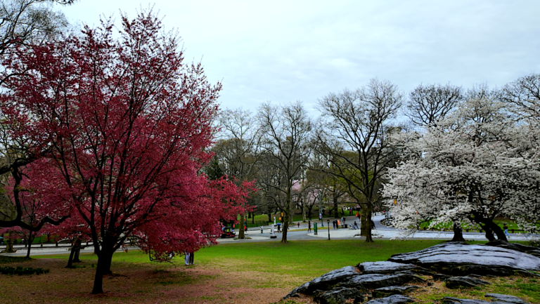 On The Road - ema - Central Park Blossoms 9