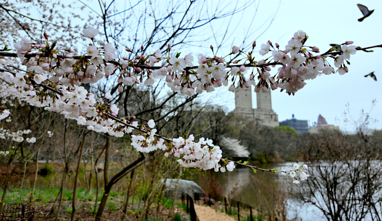 On The Road - ema - Central Park Blossoms