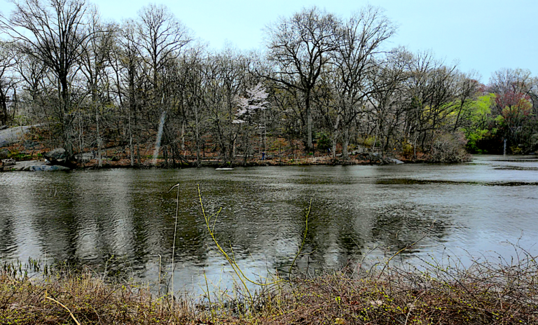 On The Road - ema - Central Park Blossoms 8