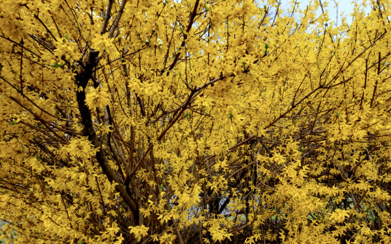 On The Road - ema - Central Park Blossoms 7
