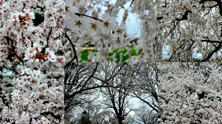 On The Road - ema - Central Park Blossoms 6