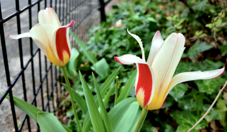 On The Road - ema - Central Park Blossoms 5