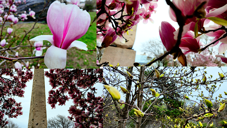On The Road - ema - Central Park Blossoms 4