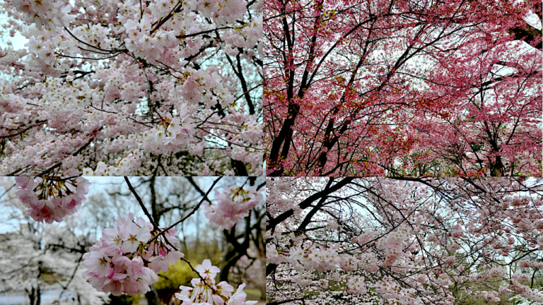 On The Road - ema - Central Park Blossoms 3