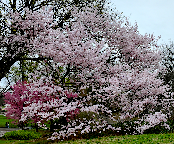 On The Road - ema - Central Park Blossoms 1