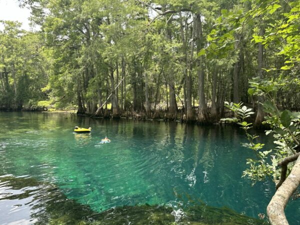 Turquoise water in a spring surrounded by trees.