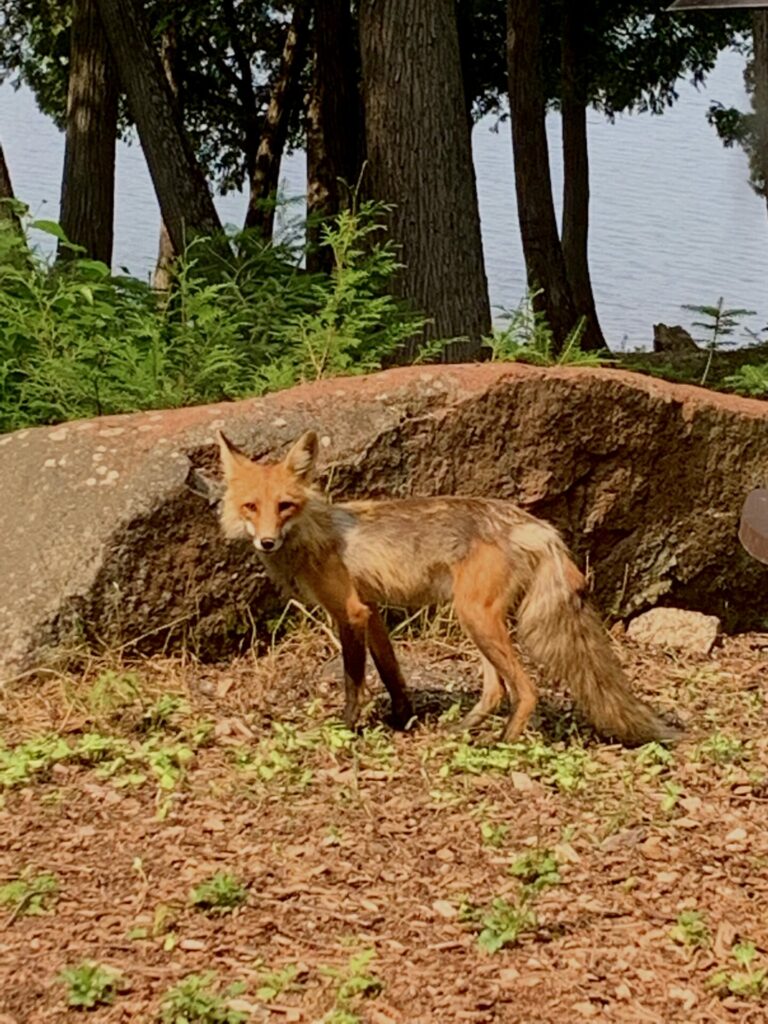 On The Road - BarcaChicago - Off the Gunflint Trail/Boundary Waters 4