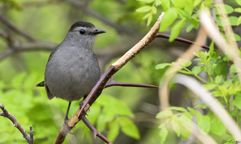 On The Road - Albatrossity - Moving through May 9