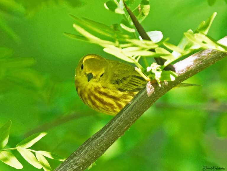 On The Road - Albatrossity - The road to summer is paved with yellow 3
