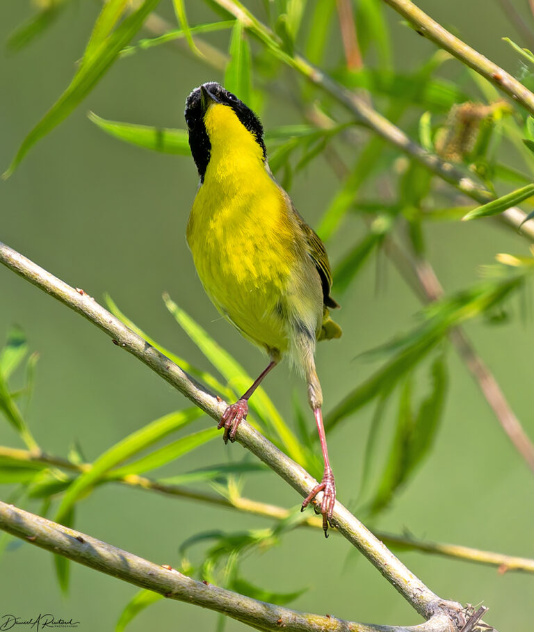 On The Road - Albatrossity - The road to summer is paved with yellow 8