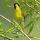 On The Road - Albatrossity - The road to summer is paved with yellow 8