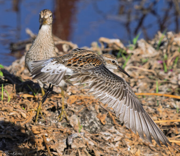 On The Road - Albatrossity - Moving through May 1