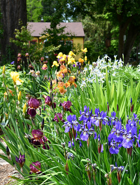 Sunday Morning Garden Chat 142