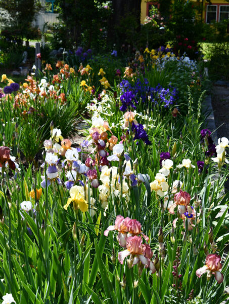 Sunday Morning Garden Chat 144