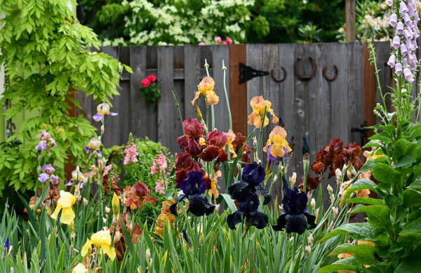 Sunday Morning Garden Chat 145