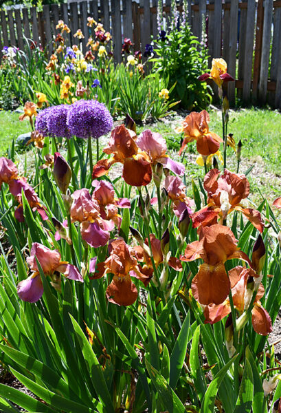 Sunday Morning Garden Chat 146