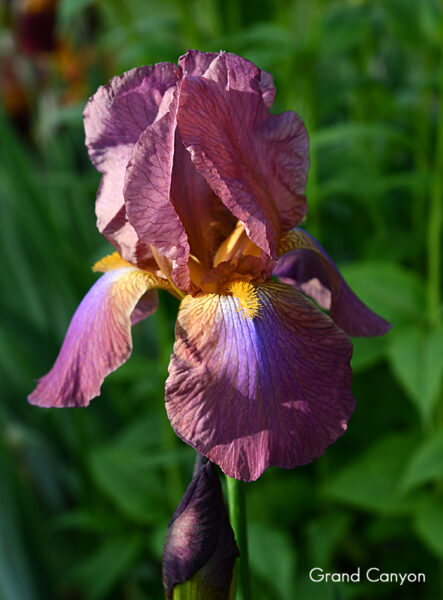 Sunday Morning Garden Chat 148