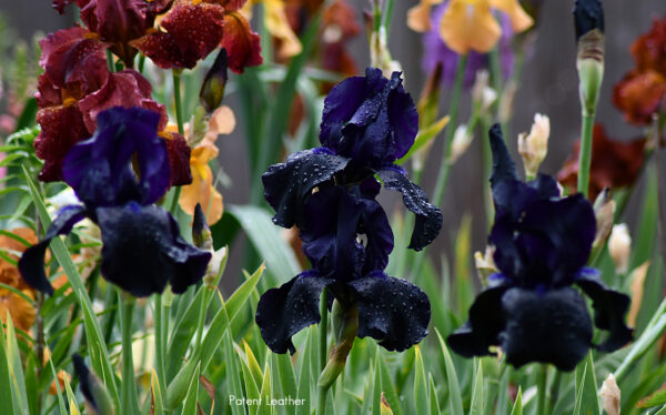 Sunday Morning Garden Chat 150