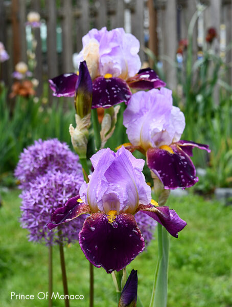 Sunday Morning Garden Chat 151