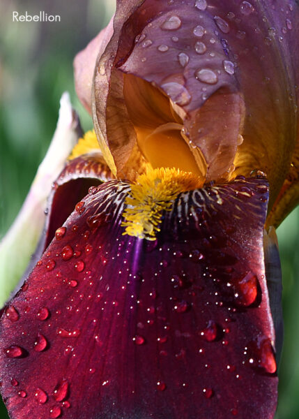 Sunday Morning Garden Chat 152
