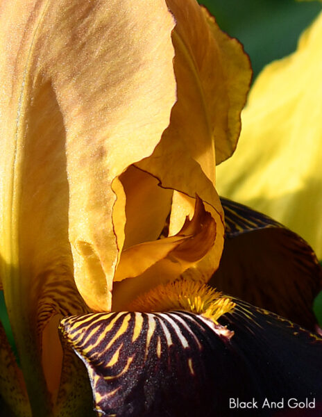 Sunday Morning Garden Chat 153