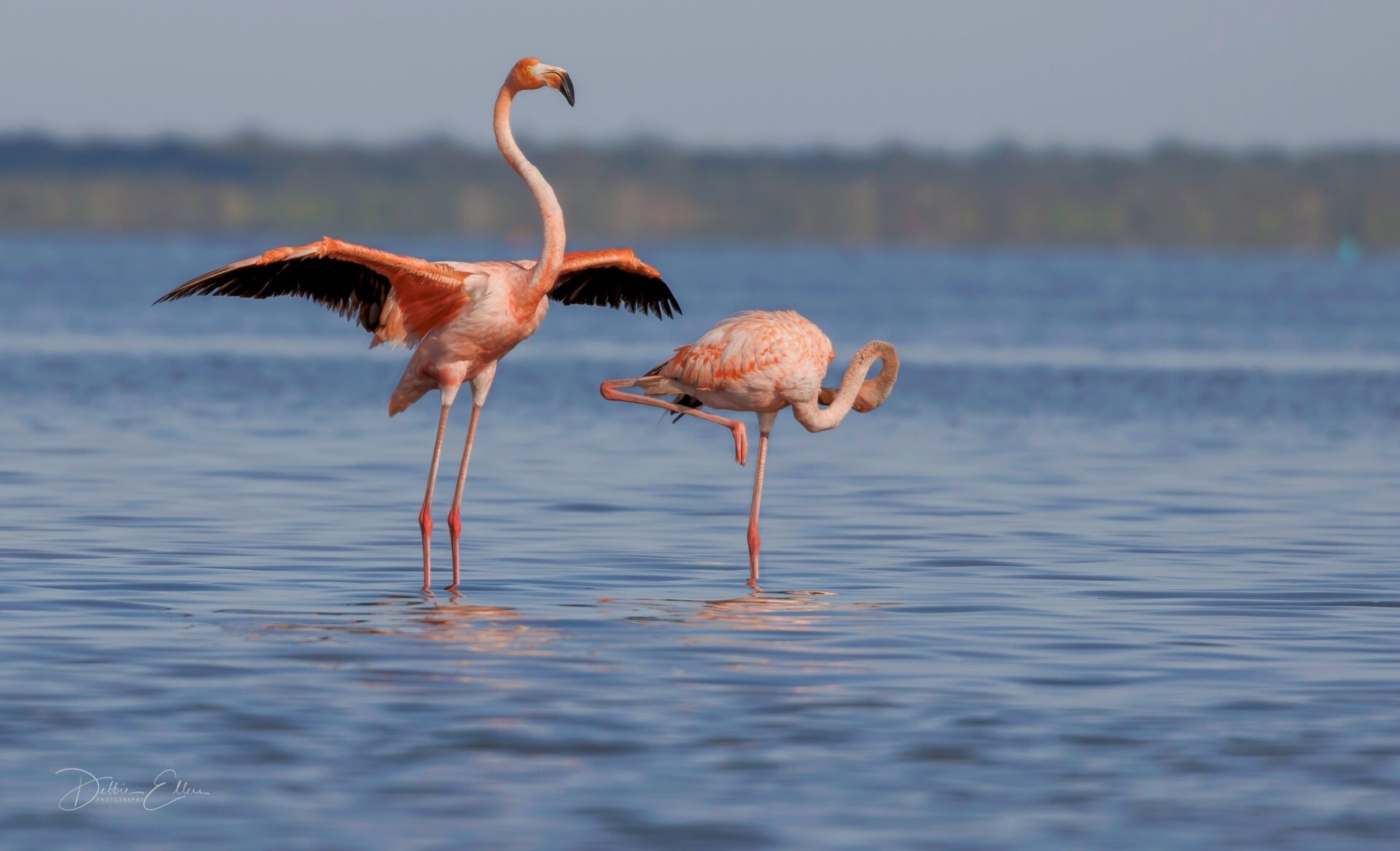 Two flamingos wading in shallow water. One has its wings outstretched.
