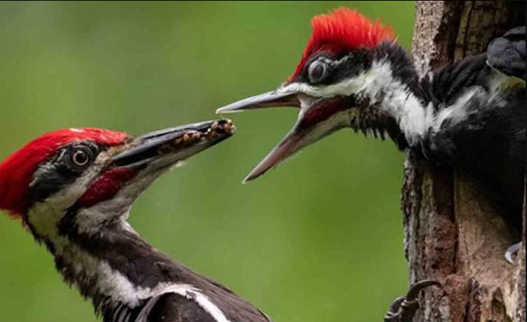 Male Pileated Woodpecker feeding a hungry nestling.