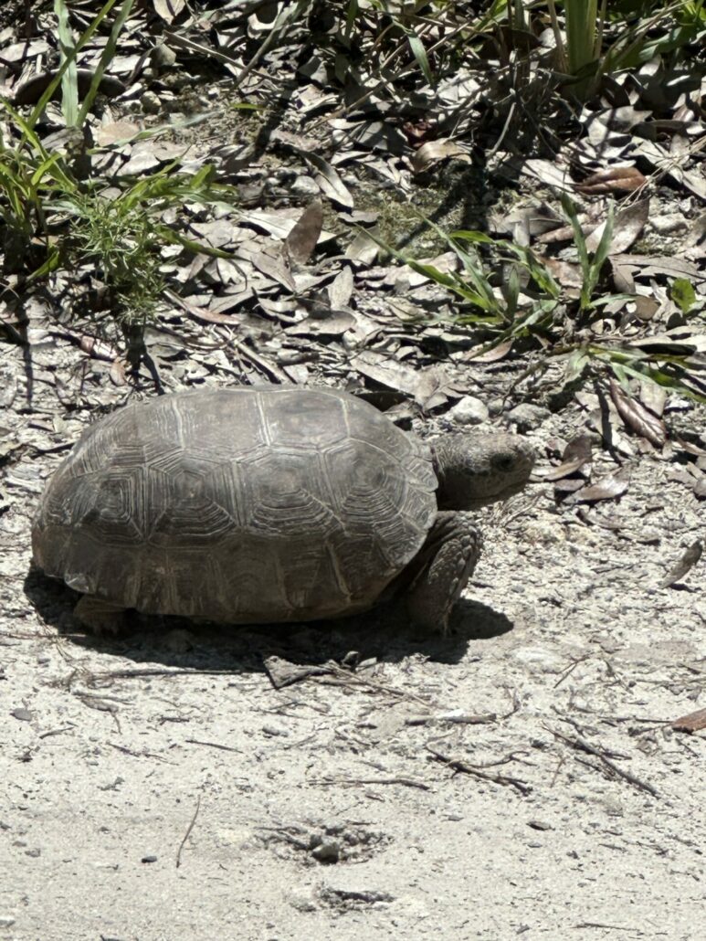 Gopher tortoise on a dusty trail. 