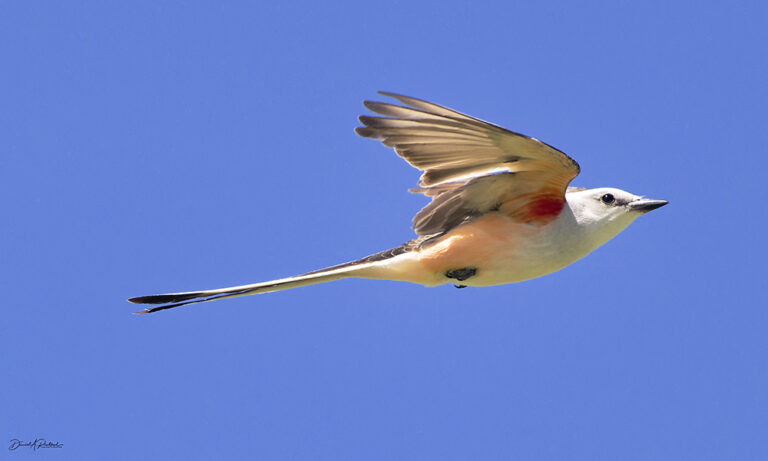 On The Road - Albatrossity - The Birds of May 4